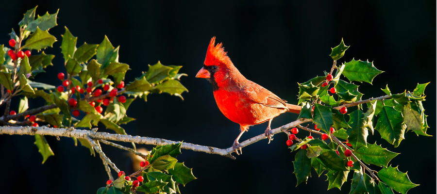 Photo by Ray Hennessy on Unsplash